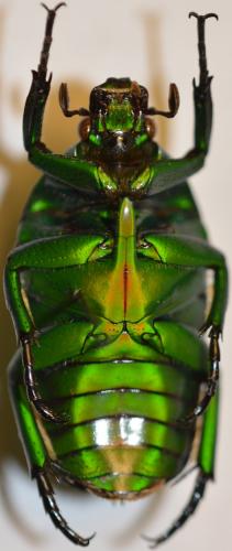 Réf. 272 893 : Heterorhina sexmaculata sexmaculata